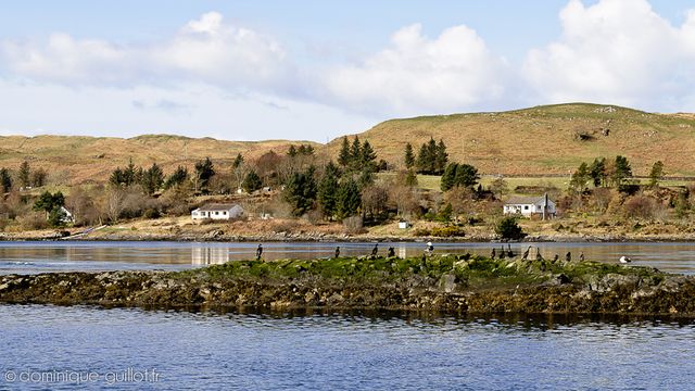 L’île aux oiseaux